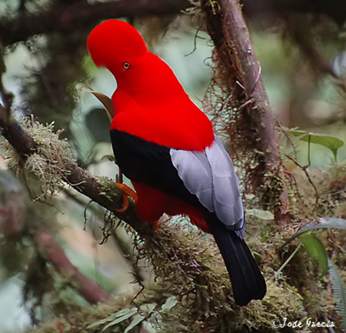 gallito de la pe