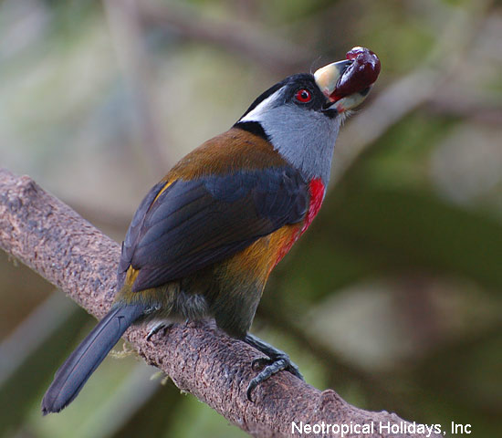 tucan barbet